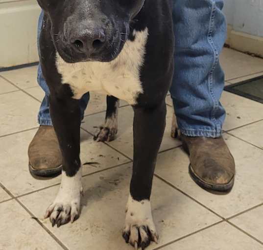 Photo of Hank