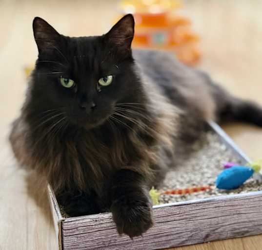 Photo of Silkie