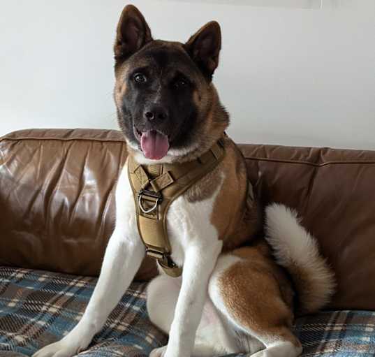 Photo of Akira