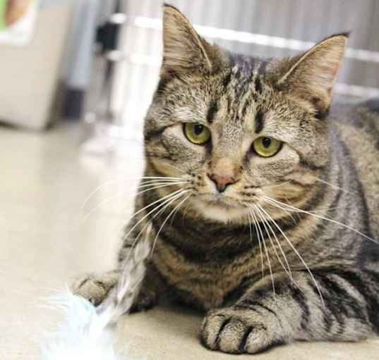 Photo of Drizzle