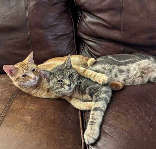Photo of Ginger Snap and Oreo