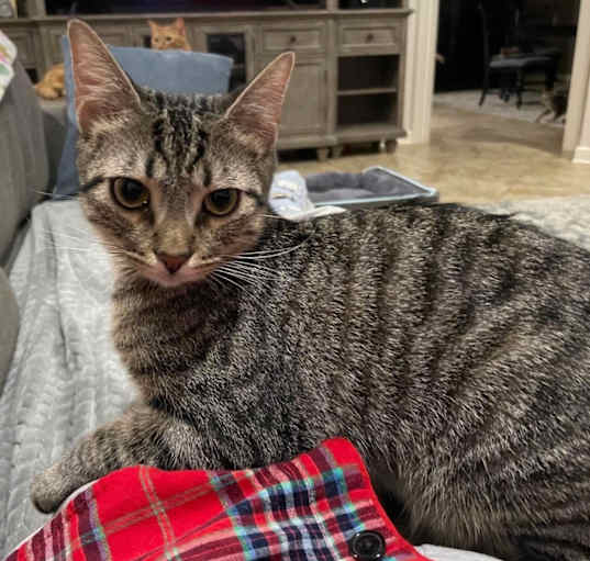 Photo of Ranger