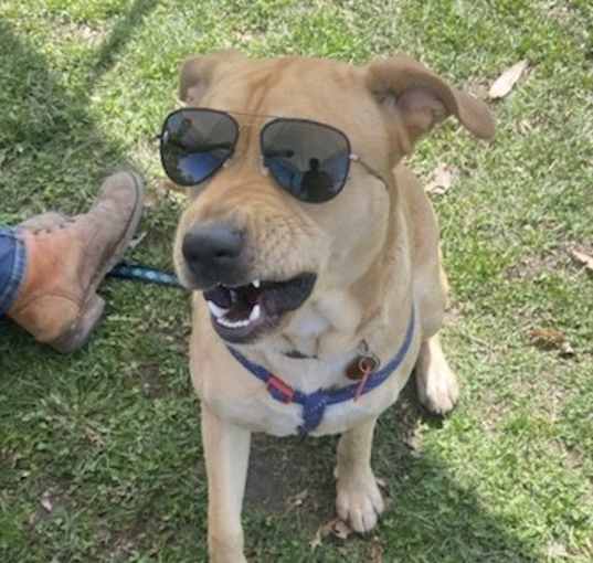 Photo of Yogi-Foster Needed!