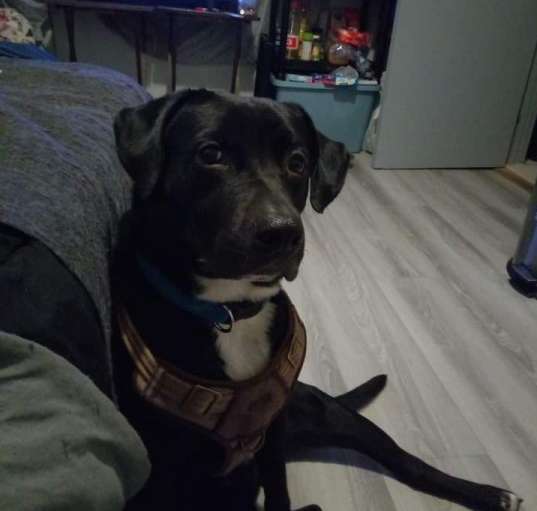 Photo of Taz