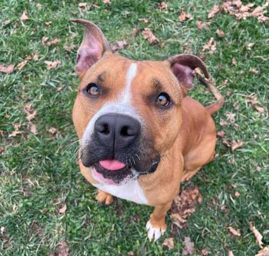 Photo of SHILOH