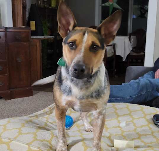 Photo of Fonzie