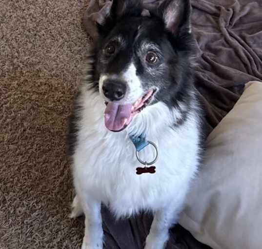Photo of Brody Wags
