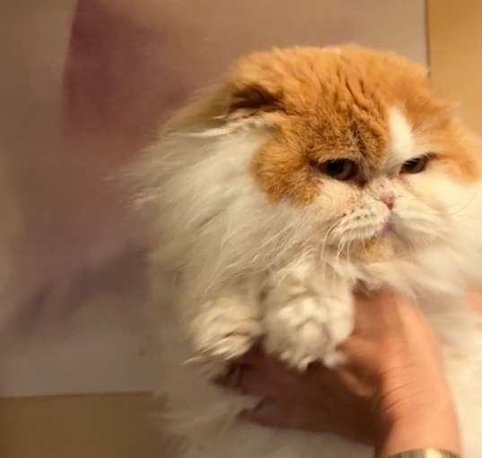 Photo of Ginger (and Sylvie)