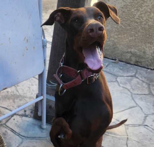 Photo of Rex