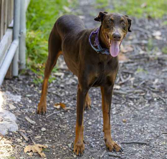 Photo of Contessa Paige