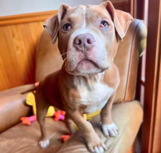 Photo of Marvin Pup