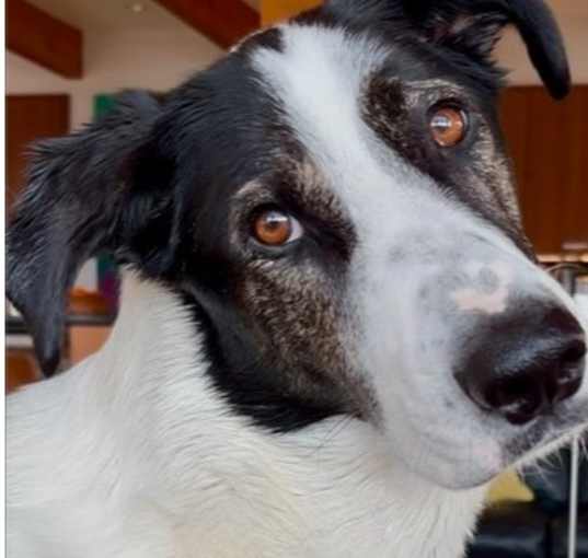 Photo of Lily - Courtesy Post