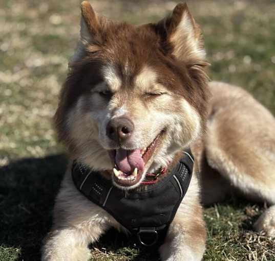 Photo of Ruger