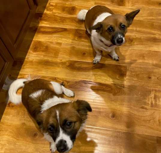Photo of Bebe & Vanilla (bonded pair)