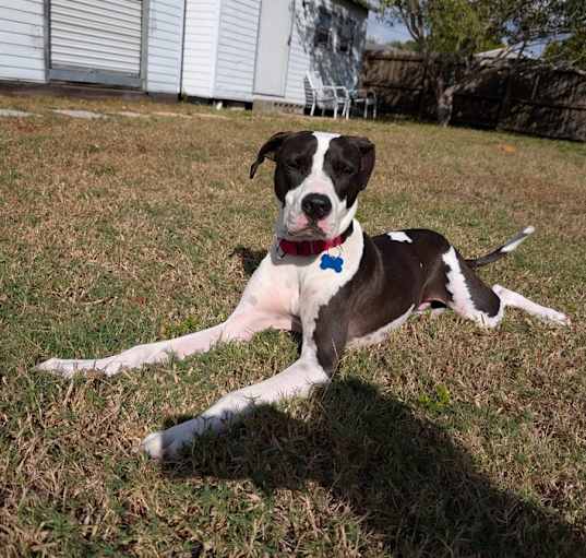 Photo of Max (Snoop Dogg)