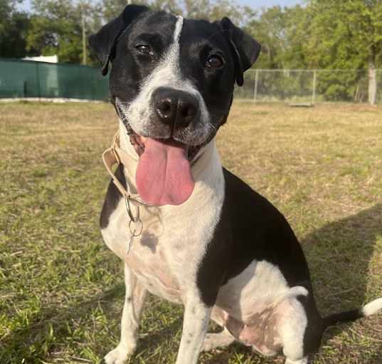 Photo of Bella