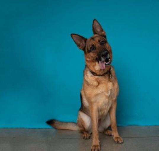 Photo of Gracie