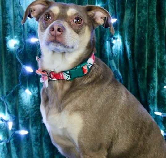 Photo of Copper
