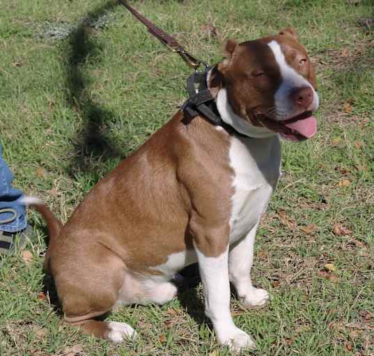 Photo of Rusty