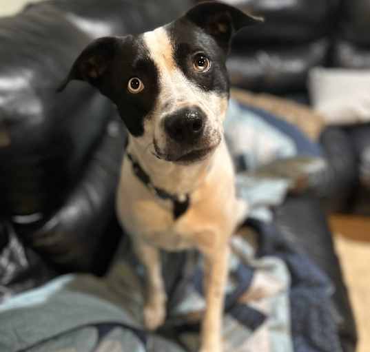Photo of Chance