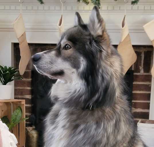 Photo of Bleu