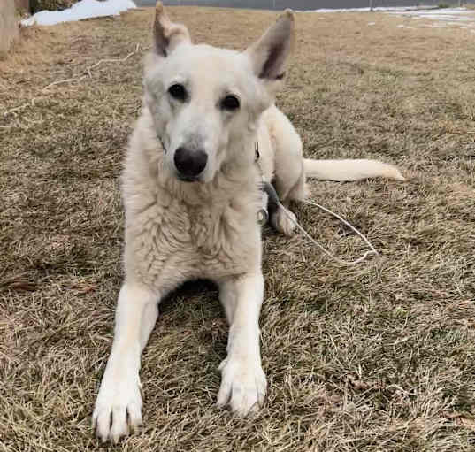 Photo of Koa