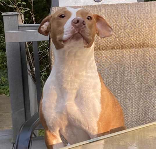 Photo of Duke