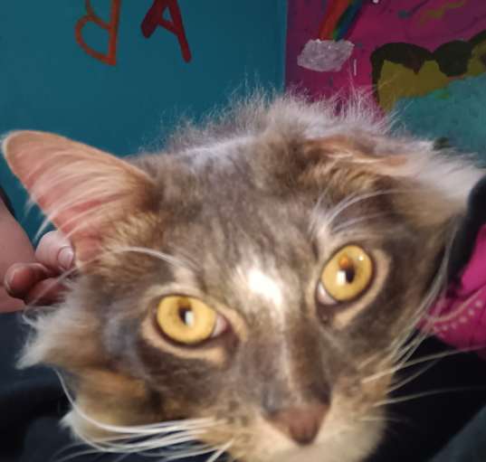 Photo of Cersy