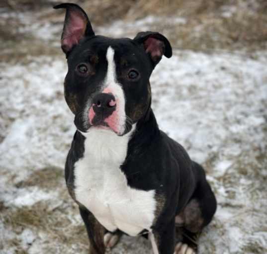 Photo of Henry