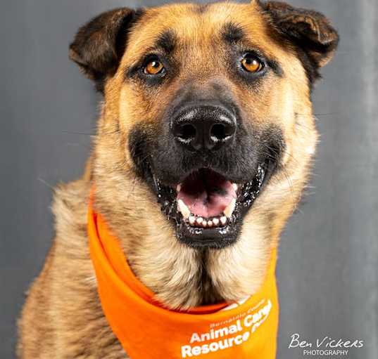 Photo of BRUTUS