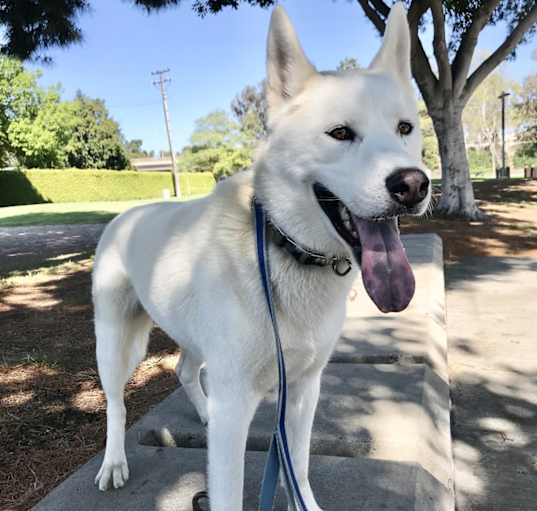 Photo of Astro