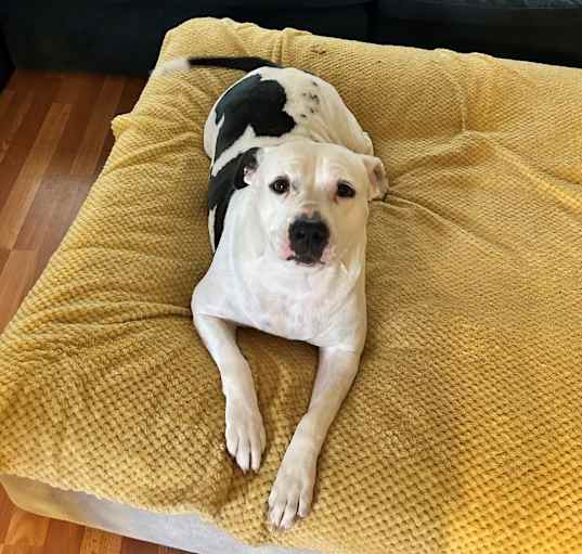 Photo of Molly