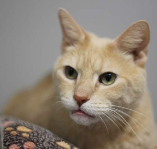 Photo of Gino (sponsored)