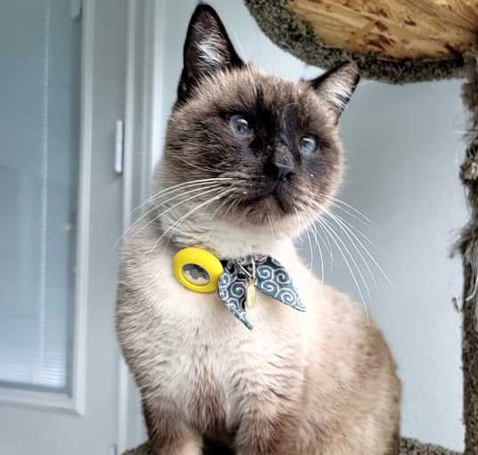 Photo of Monkey (mellow, lap cat)