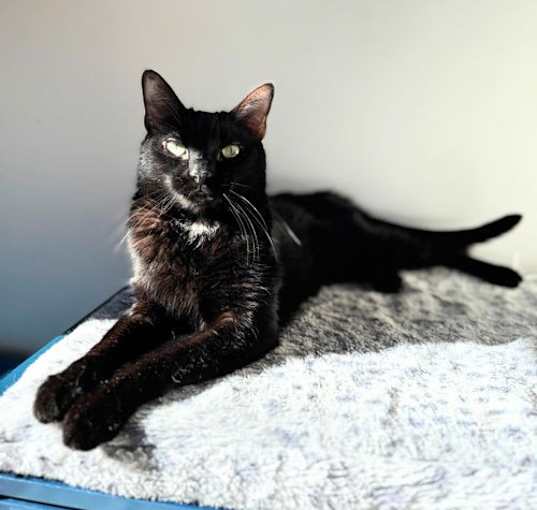 Photo of Sadie