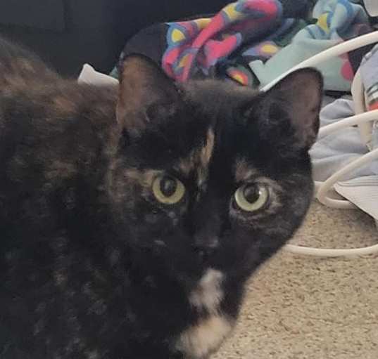 Photo of Luna