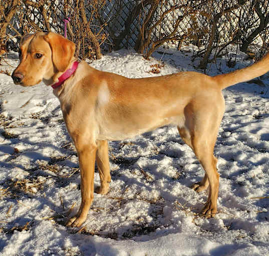 Photo of Sandy- ADOPTION PENDING