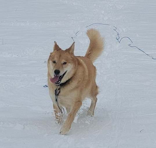 Photo of ZCL-D-Sawyer