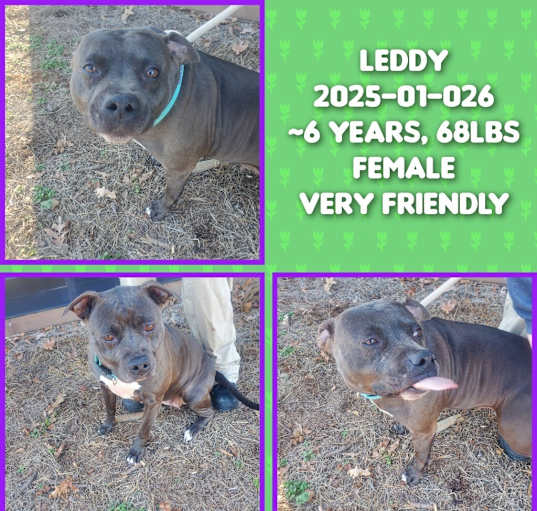 Photo of 2025-01-026 *Leddy*