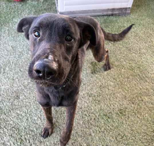 Photo of Marmaduke
