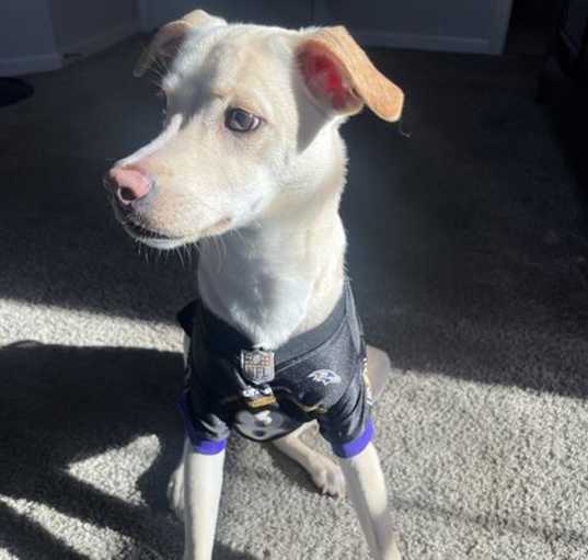 Photo of JAX
