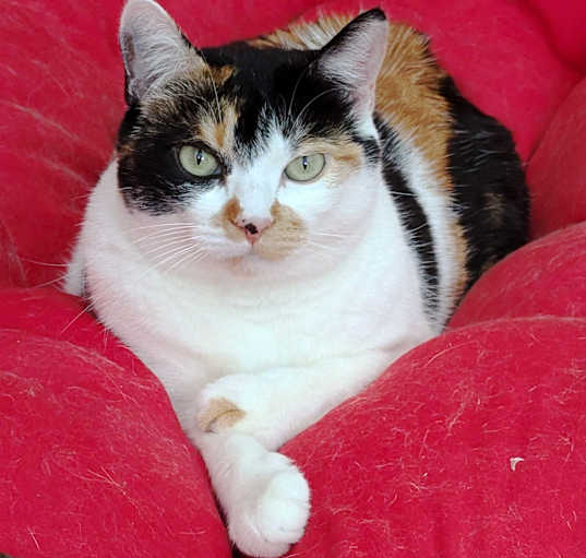 Photo of Cali: A CA Calico Cat!
