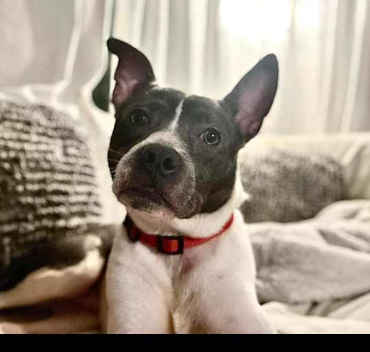 Photo of Frankie