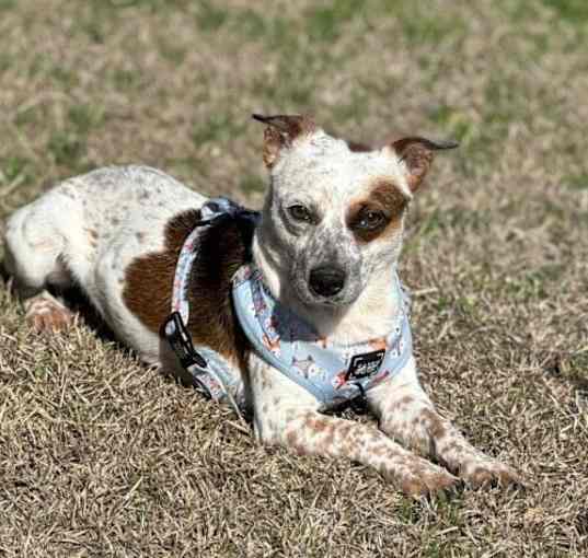 Photo of Bentley