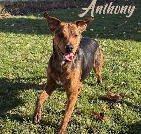 Photo of Anthony