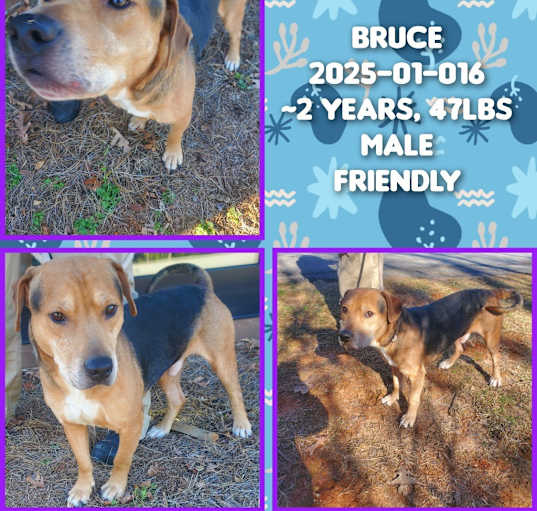 Photo of 2025-01-016 *Bruce*