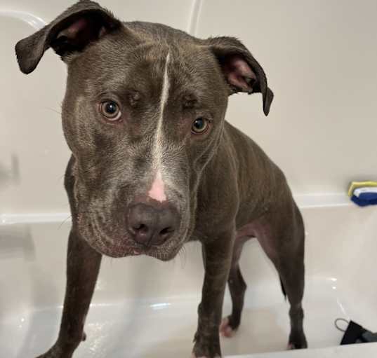 Photo of Diesel