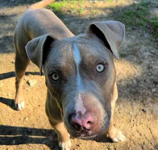 Photo of Pickles
