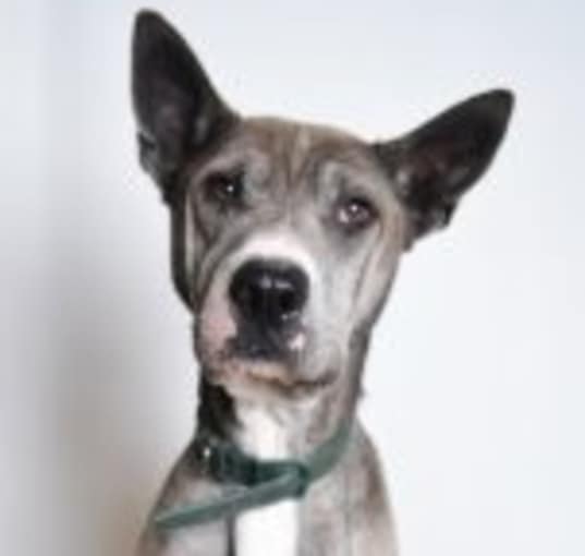 Photo of Zeus