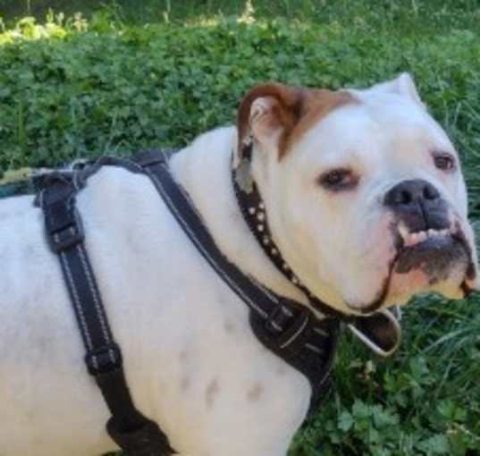 Photo of Loki